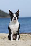 BOSTON TERRIER 333